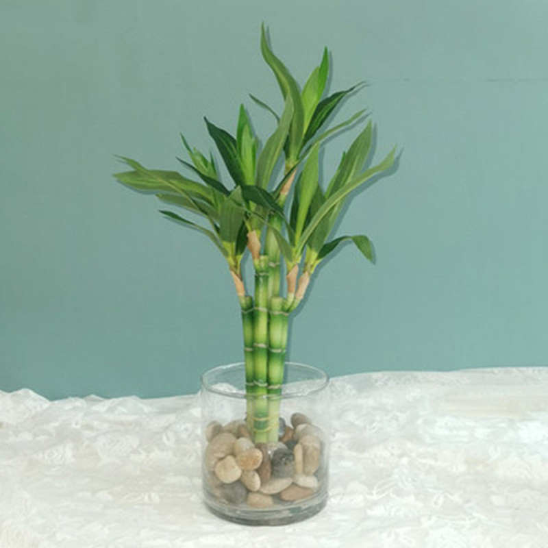 New 40cm Artificial Lucky Bamb - Succulent Set ulasan dan harga