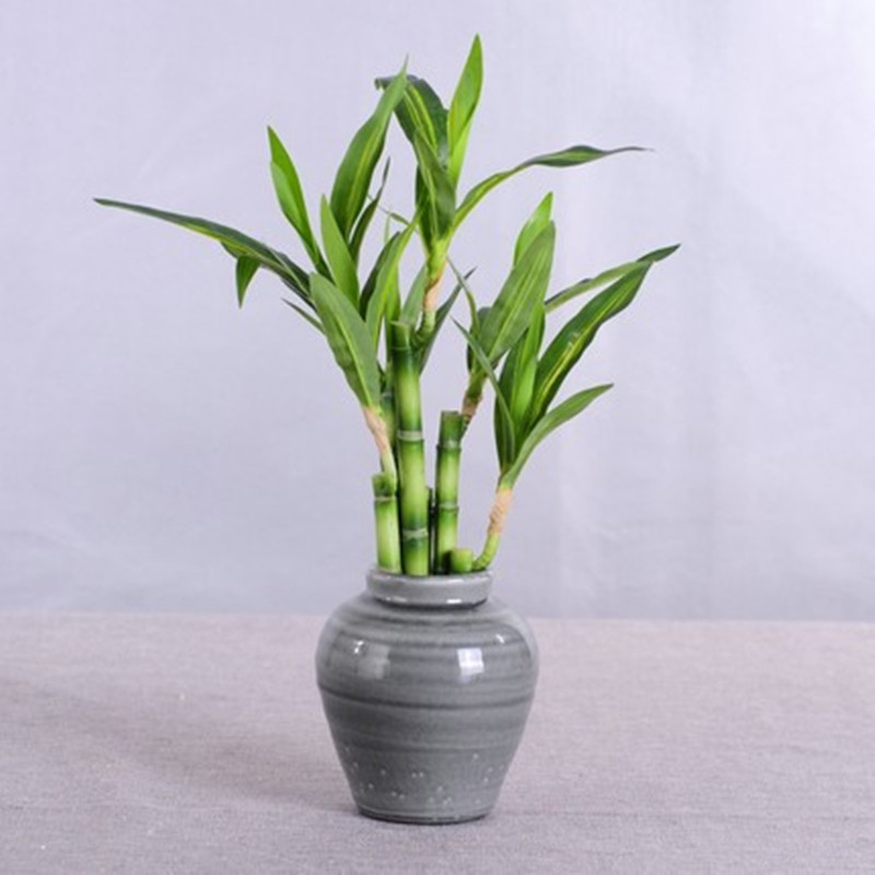 New 40cm Artificial Lucky Bamb - Succulent Set ulasan dan harga