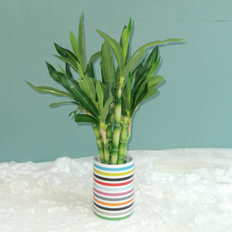 New 40cm Artificial Lucky Bamb - Succulent Set ulasan dan harga