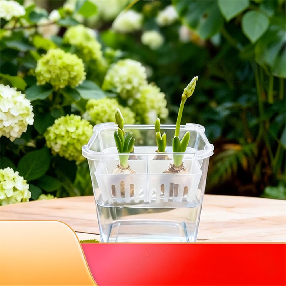 Hydroponic Vase For Tulip Lily - Indoor Plants ulasan dan harga
