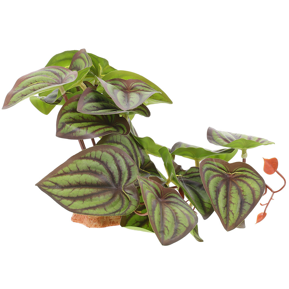 High Quality Simulation Terrar - Snake Plant ulasan dan harga