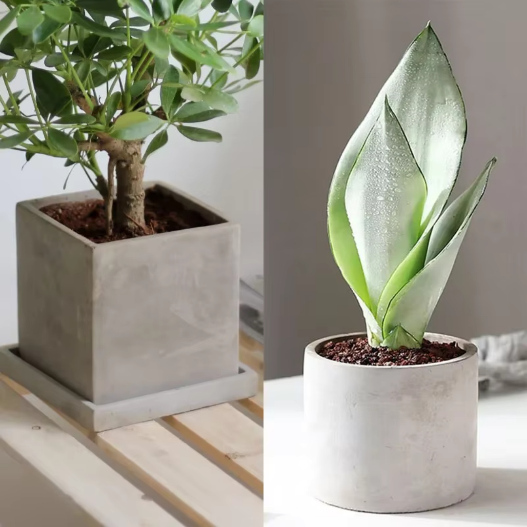 15cm Large Size Round Concrete - Succulent Set ulasan dan harga