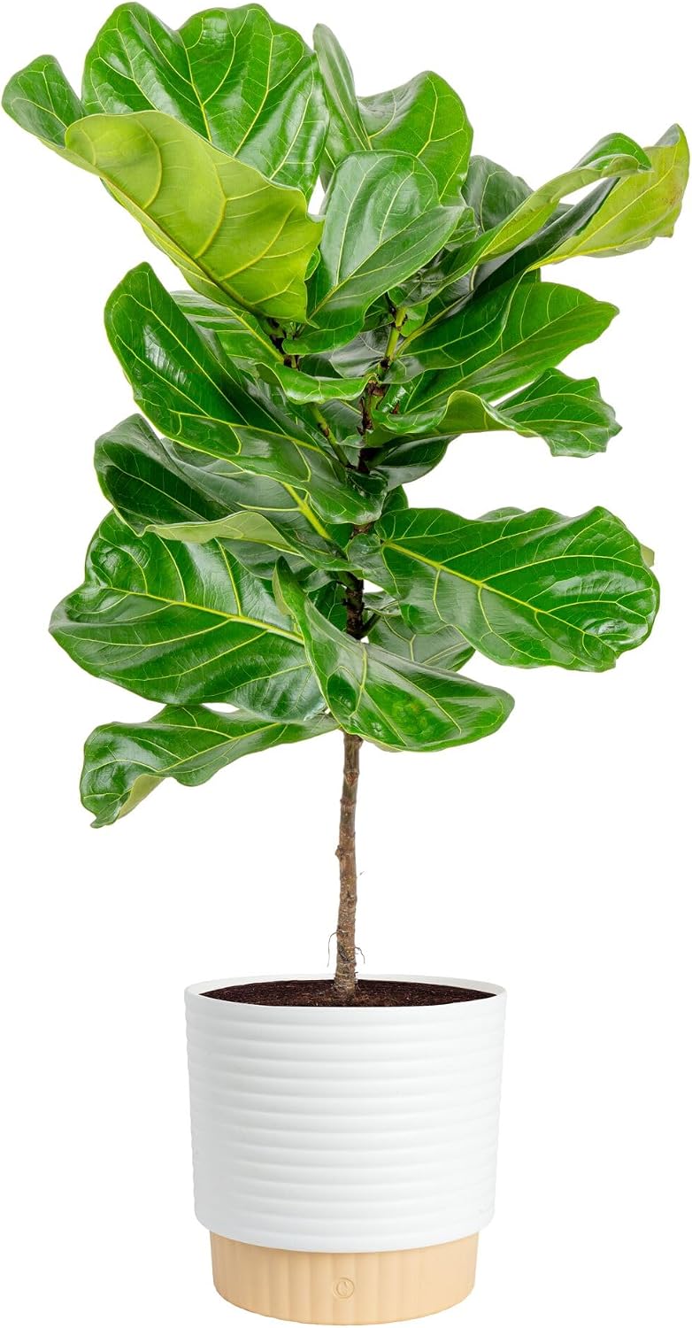 Fiddle Leaf Fig Tree, Live Hou - Fiddle Leaf Fig ulasan dan harga