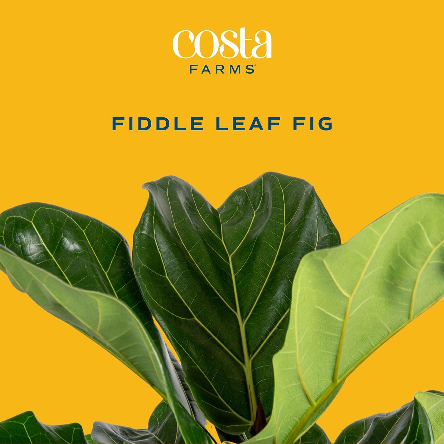 Fiddle Leaf Fig Tree, Live Hou - Fiddle Leaf Fig ulasan dan harga
