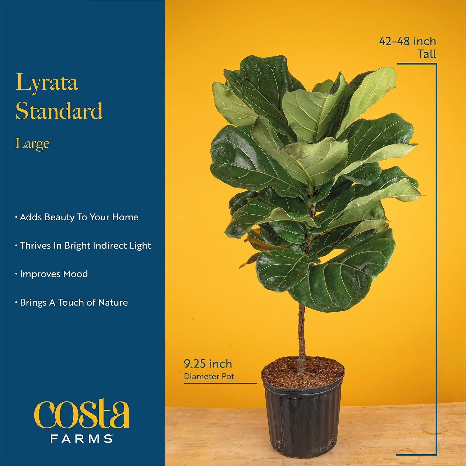 Fiddle Leaf Fig Tree, Live Hou - Fiddle Leaf Fig ulasan dan harga